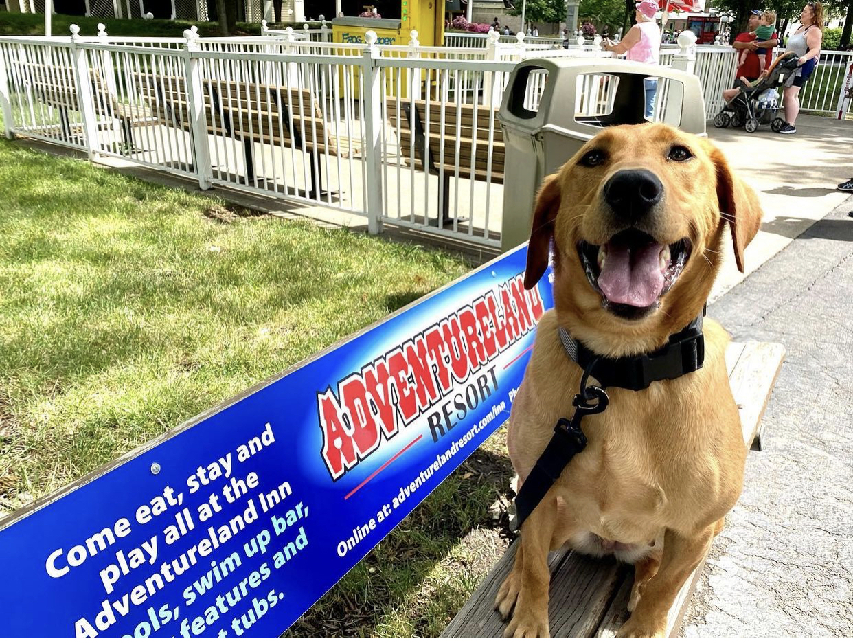 Lakota Creek Abby | Yellow Labrador Retriver