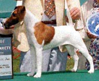 Buckleigh New Kid On The Block | Smooth Fox Terrier 