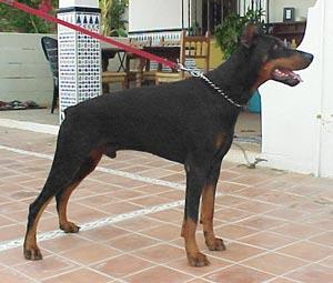 Jano v. Bayern (DZB 114375) | Black Doberman Pinscher