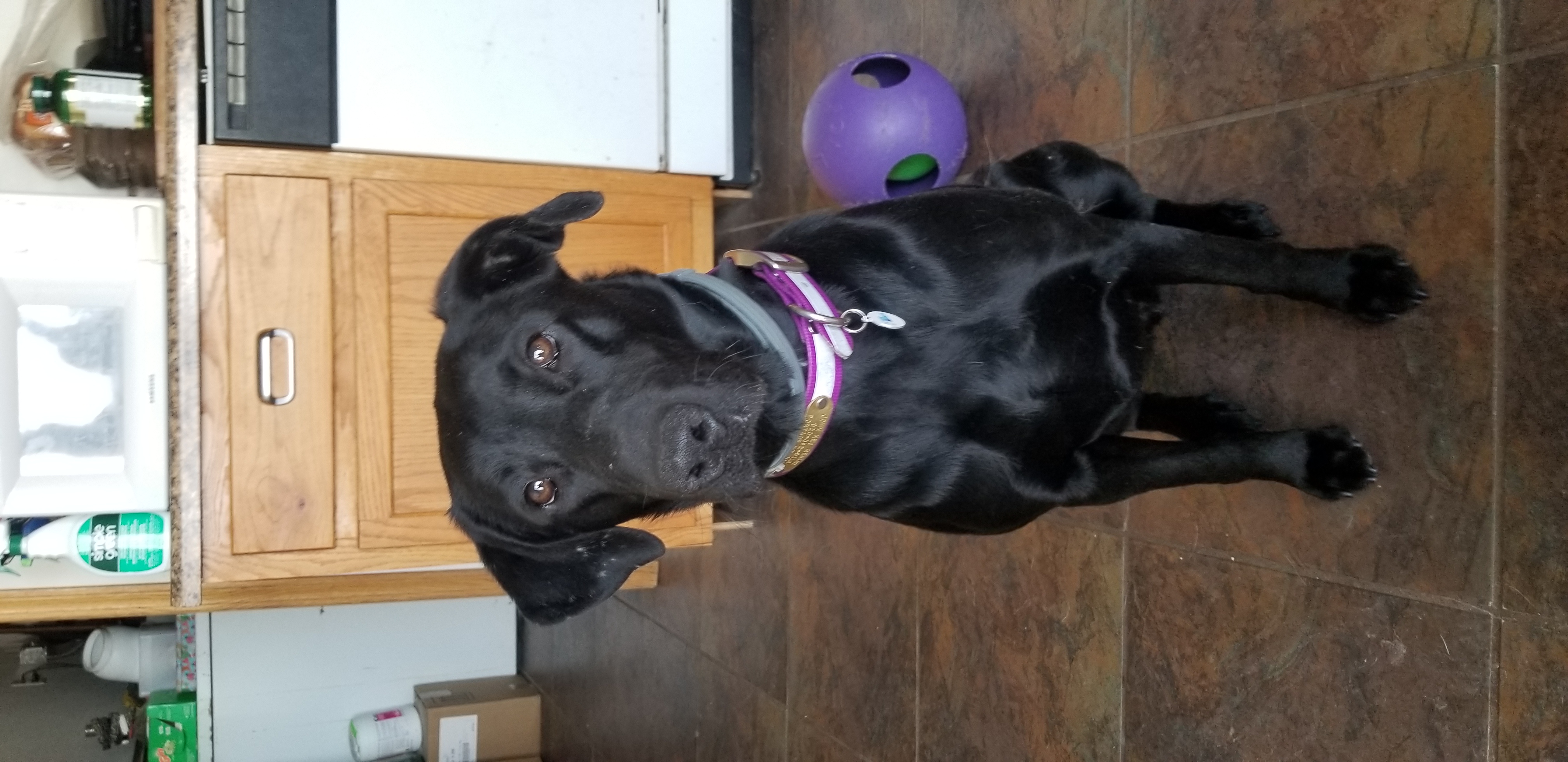 Rockriver Running Peanut Butter | Black Labrador Retriver