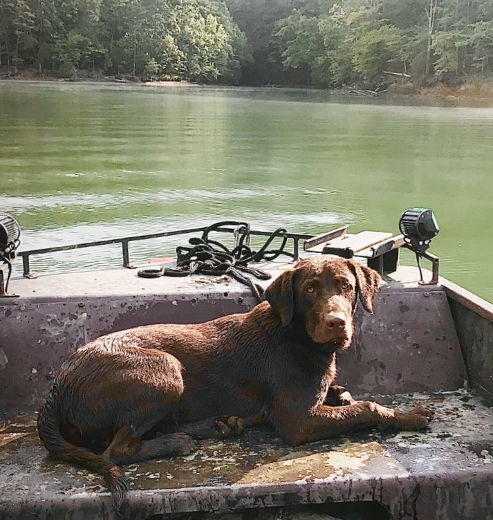 Hammer Down Koda Brown | Chocolate Labrador Retriver