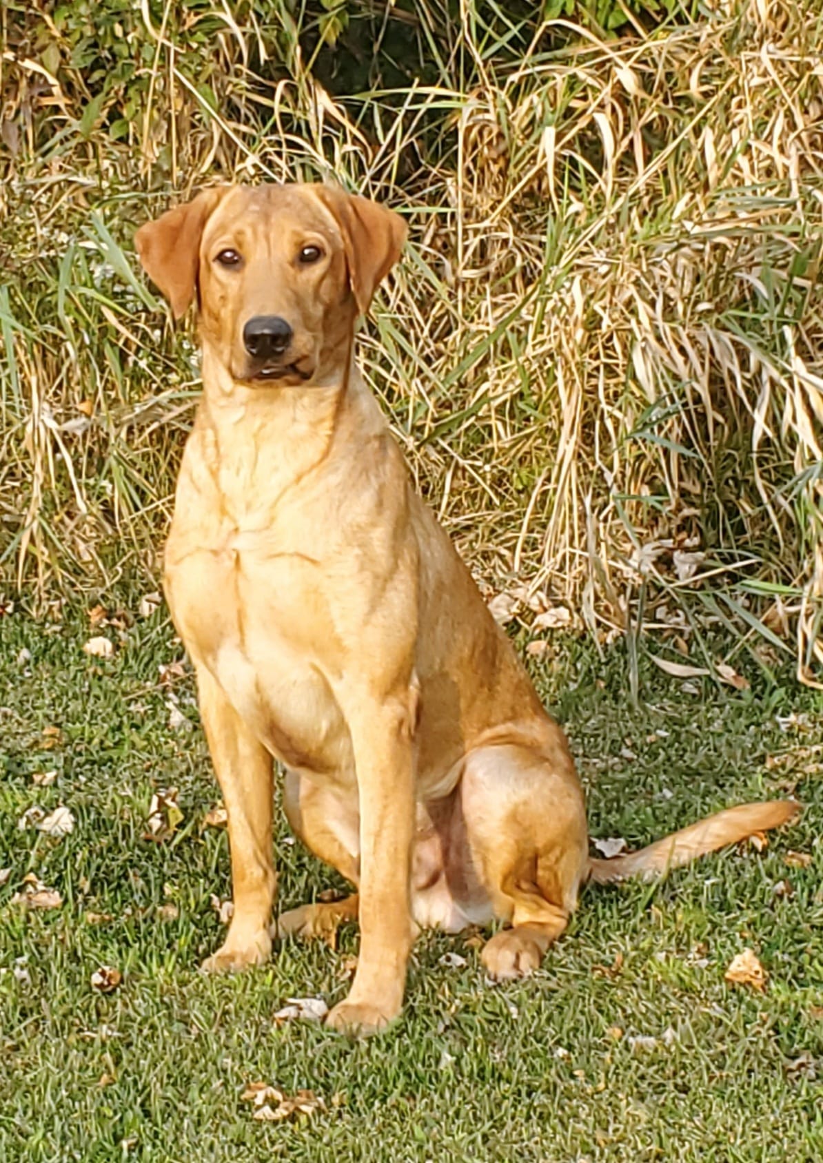 HRCH Kingseeds Simple Man | Yellow Labrador Retriver