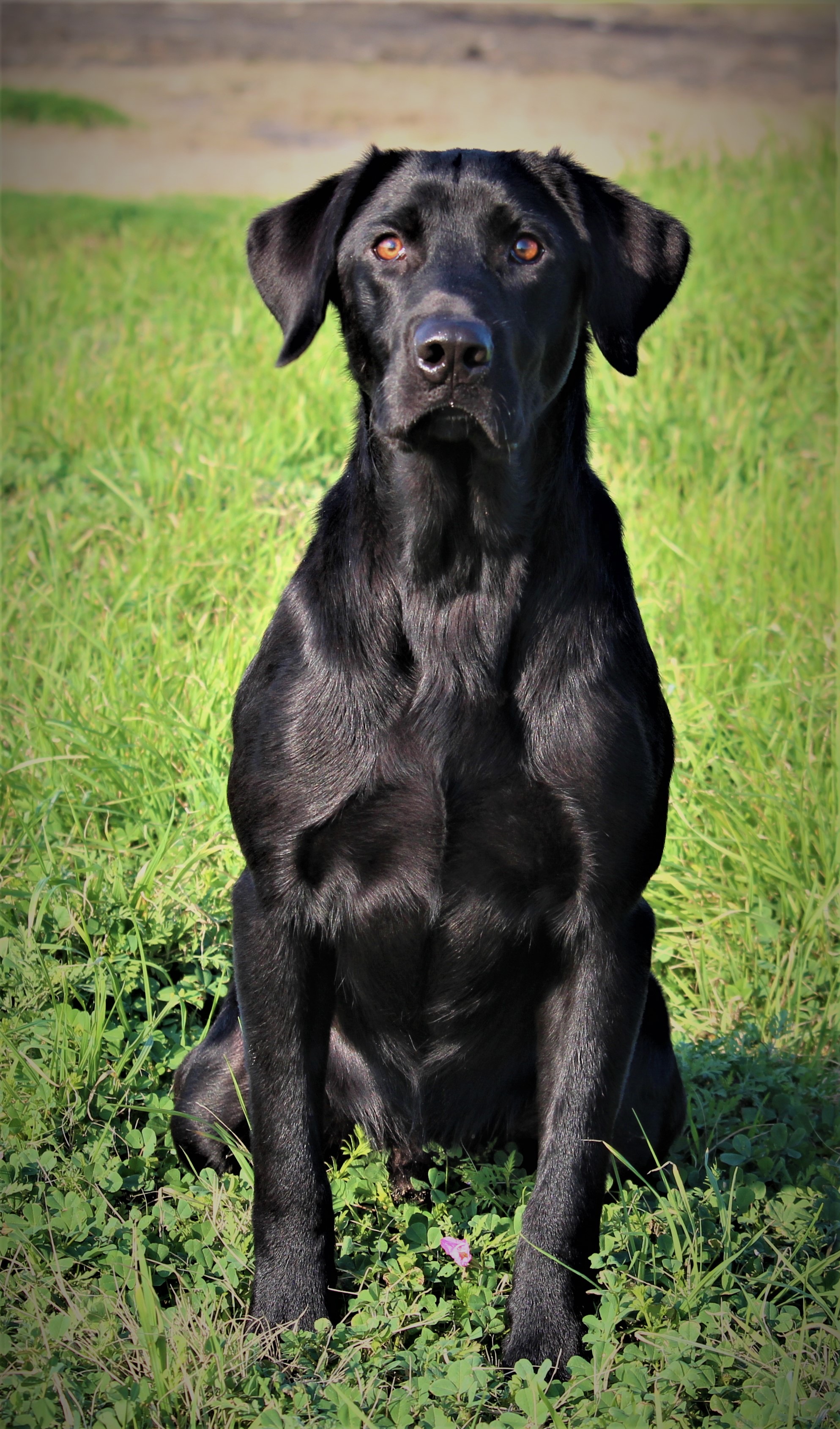 Pheasant's Ridge Code Breaker Stormy | Black Labrador Retriver