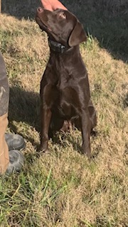 Kirk's Flatirons Abilene | Chocolate Labrador Retriver