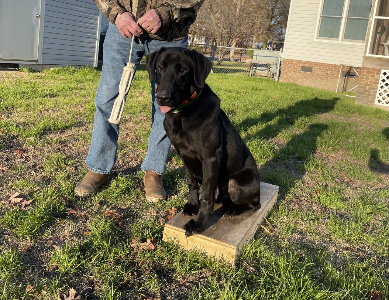 William's Front Page News | Black Labrador Retriver