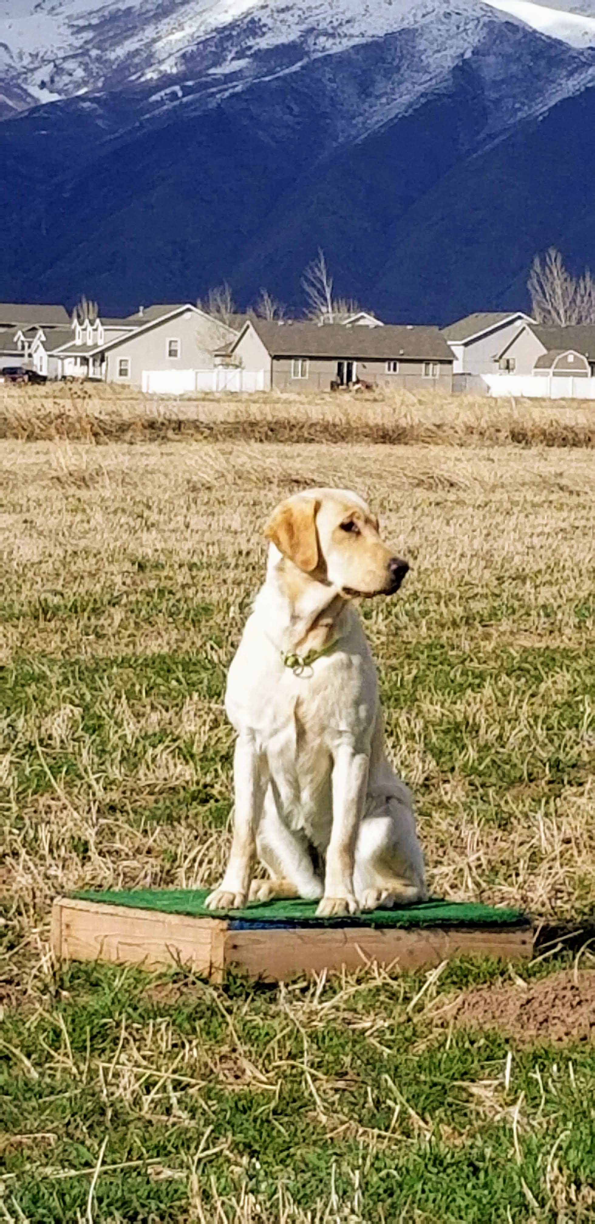 Stoneridge Journey From Nebo Peaks JH | Yellow Labrador Retriver