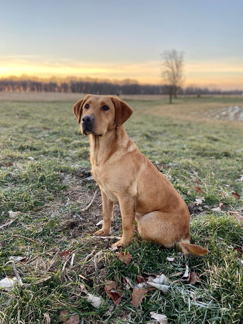 Trinity Oak's Blaze Of Glory | Yellow Labrador Retriver