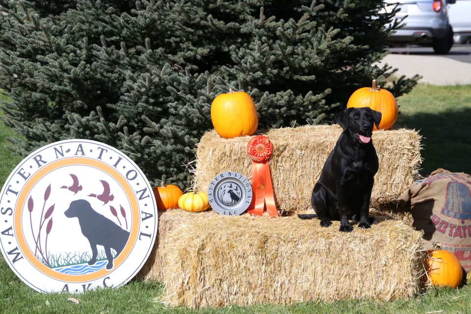 HRCH John's Lady Deuce Of Braselton MH | Black Labrador Retriver