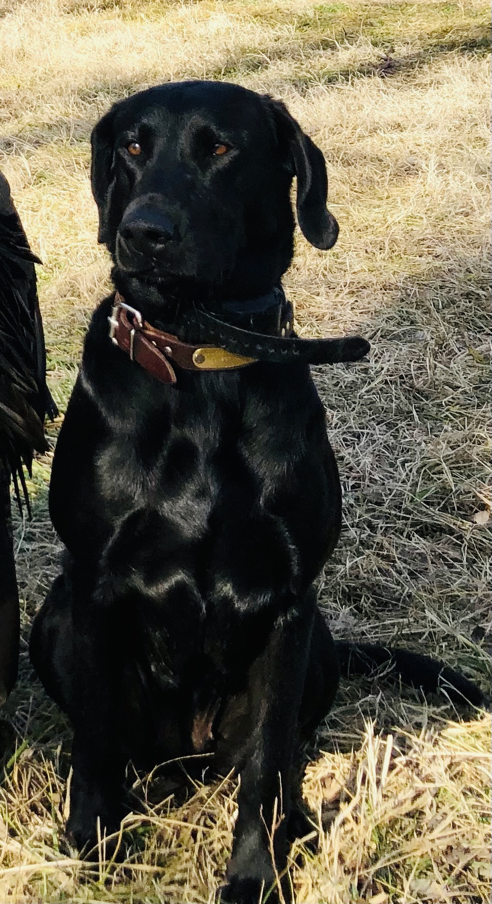 Lone Willow's Roux JH | Black Labrador Retriver