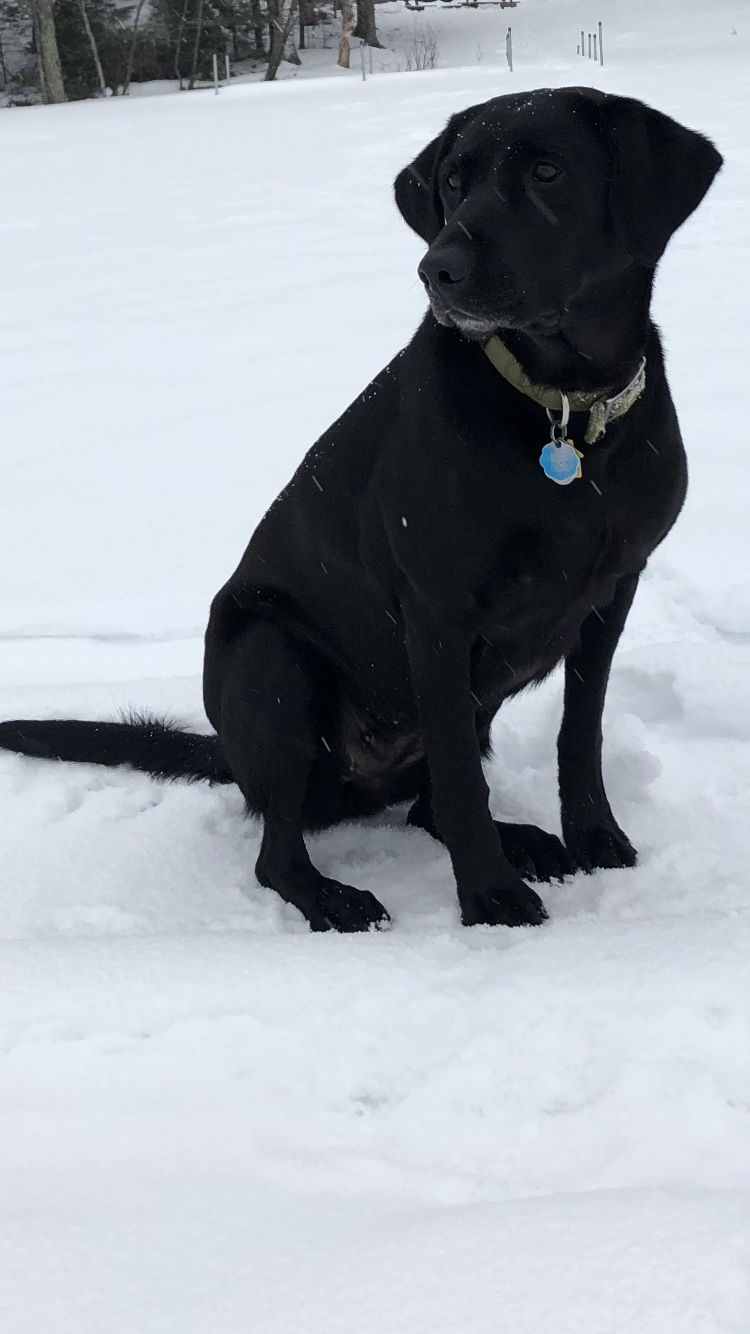 Patton’s Ace In The Hole JC-J | Black Labrador Retriver