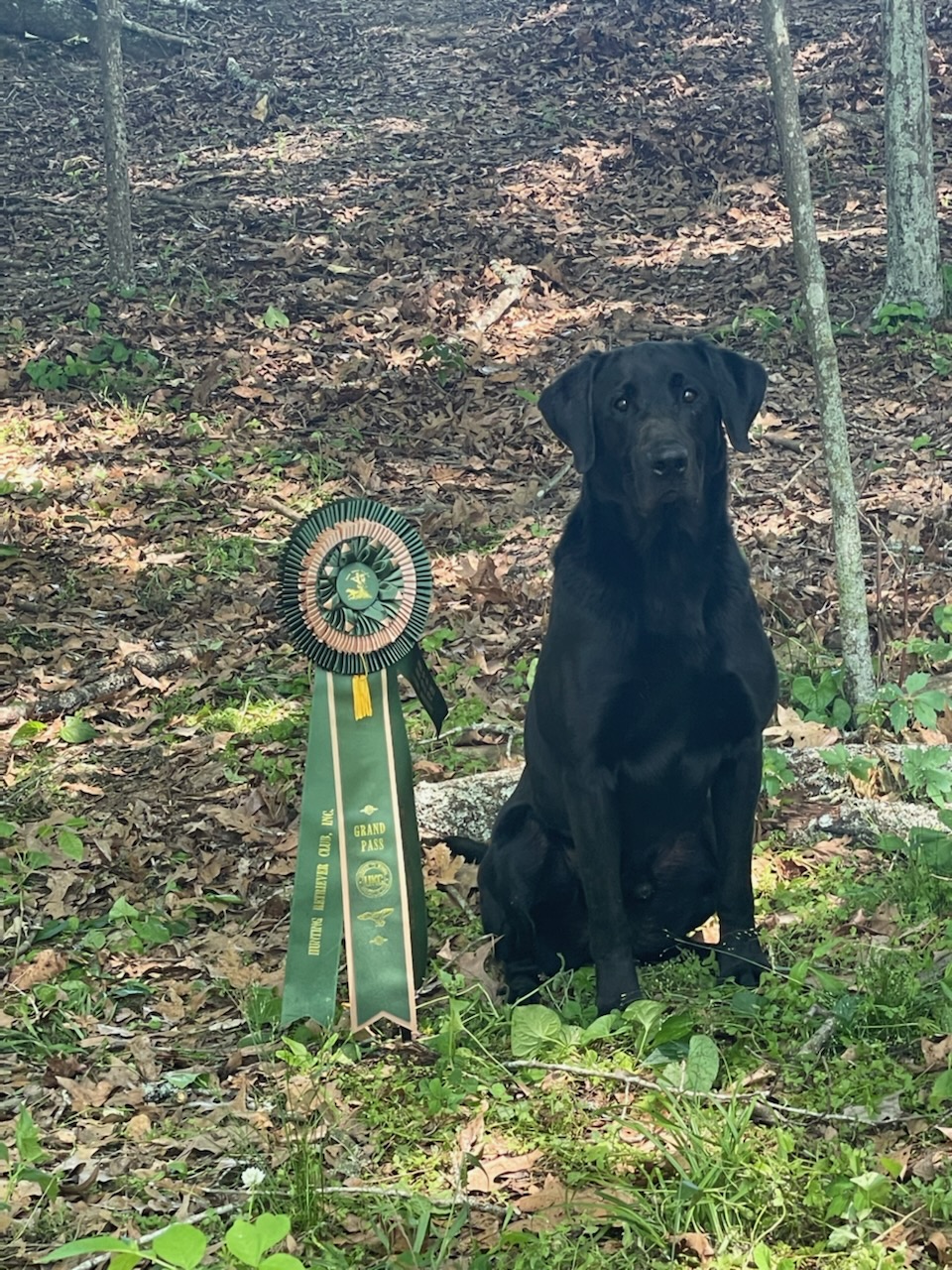 HRCH Dashin For Ducks MH | Black Labrador Retriver