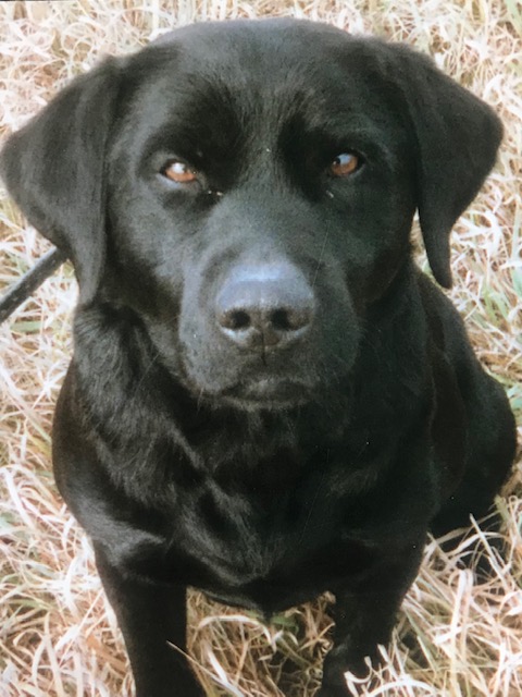 Jager's Pothole Express CDX,  MNH, Master National Hall of Fame Qualifier 1999, 2000, 2001, High in Trial Obedience Winner, 1997 US Open Pheasant Champion Amatuer Division, 1999 Minnesota State Pheasa