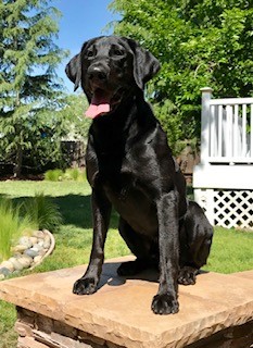 Hightest Wizard's Merlin DM | Black Labrador Retriver