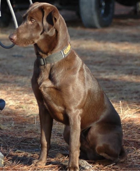 Young Gun Retrievers Gunner JH | Chocolate Labrador Retriver