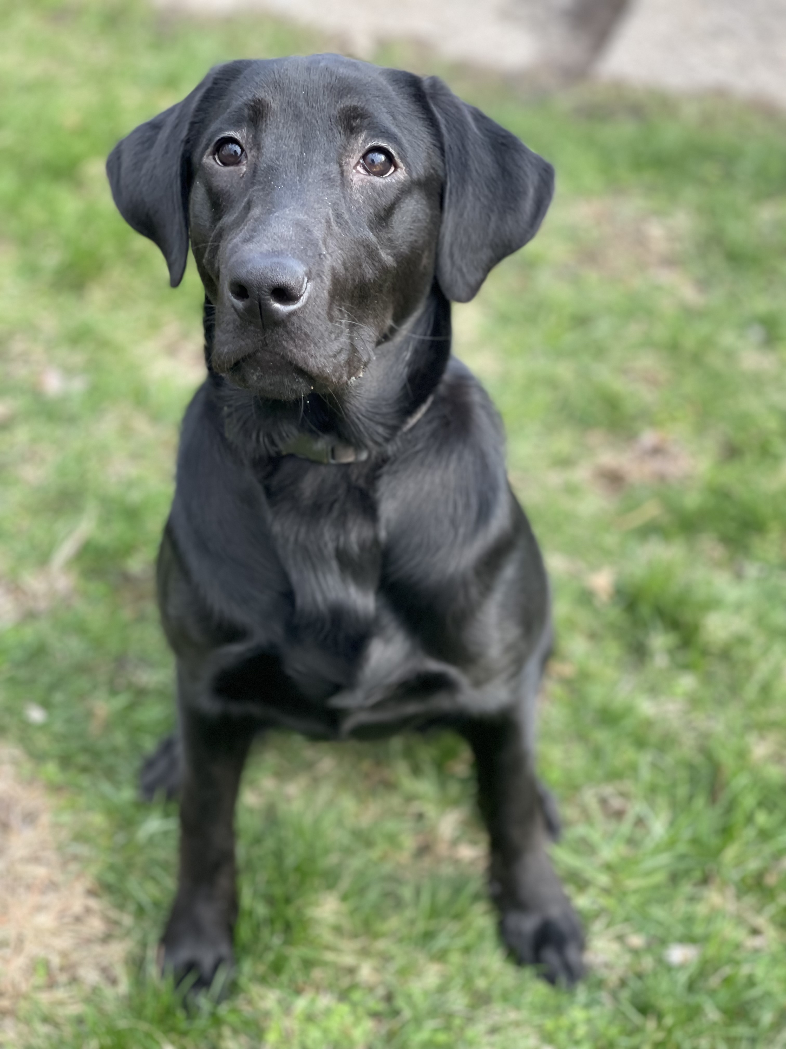 FER'S The Plot Twister Of GWK | Black Labrador Retriver