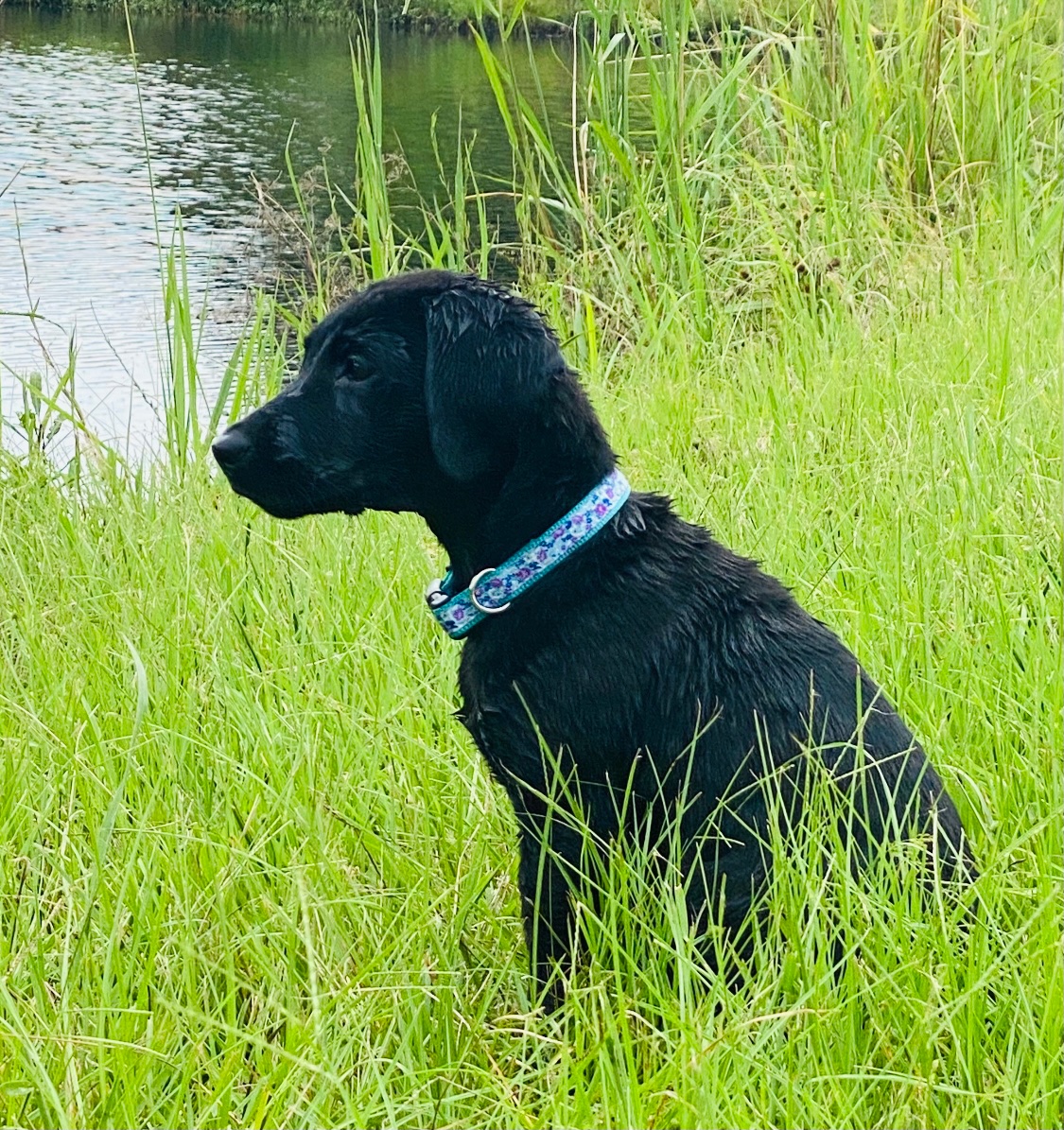 Big Salkehatchie's River "Delta" | Black Labrador Retriver