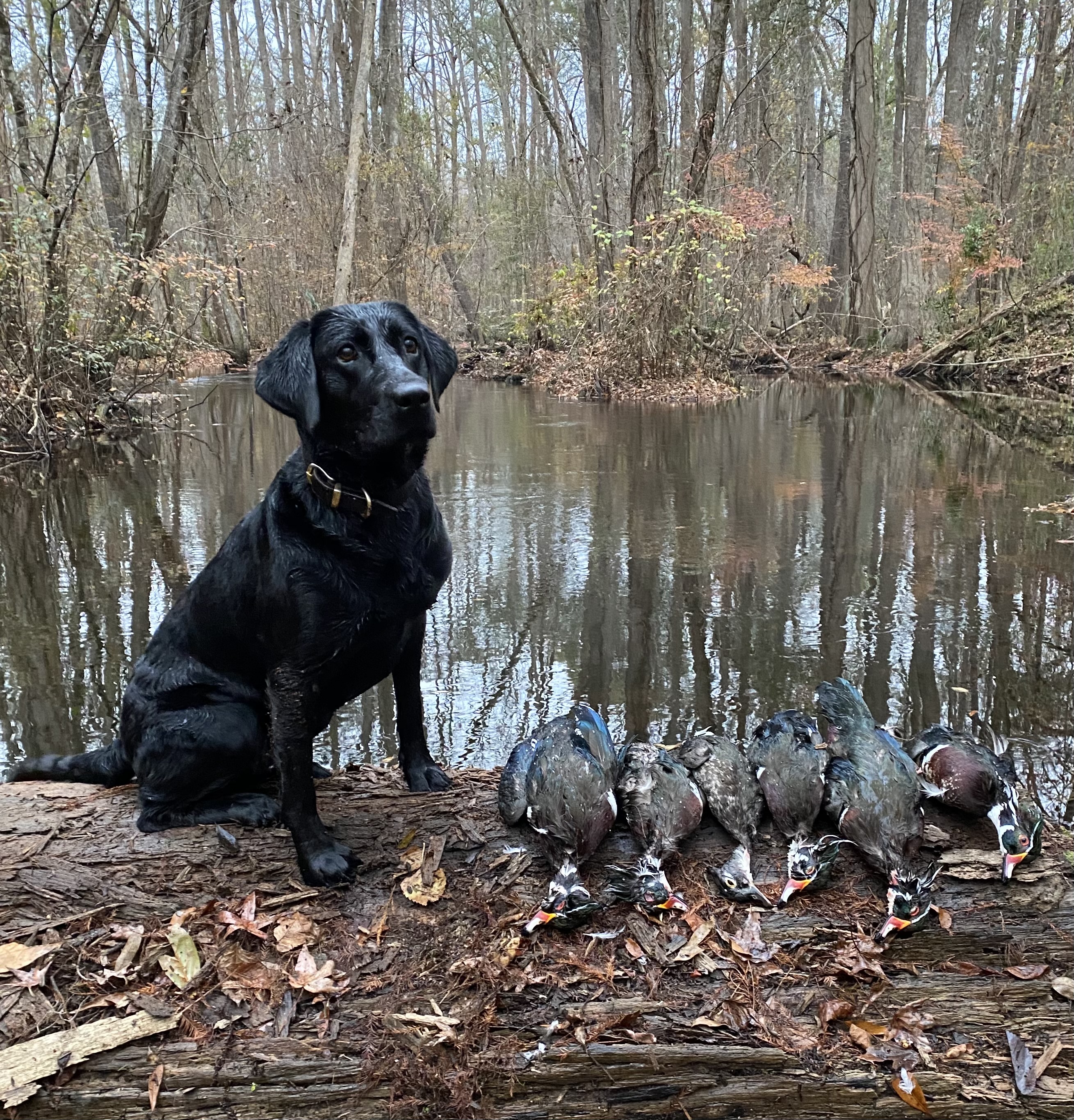 Luna Combahee Teal | Black Labrador Retriver