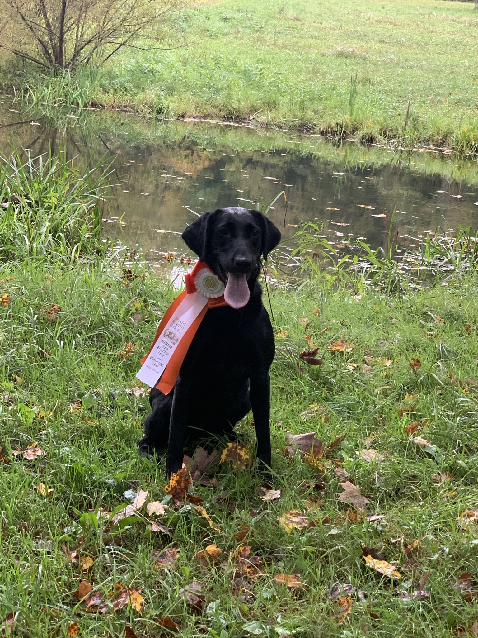 Bob’s Last Molly | Black Labrador Retriver