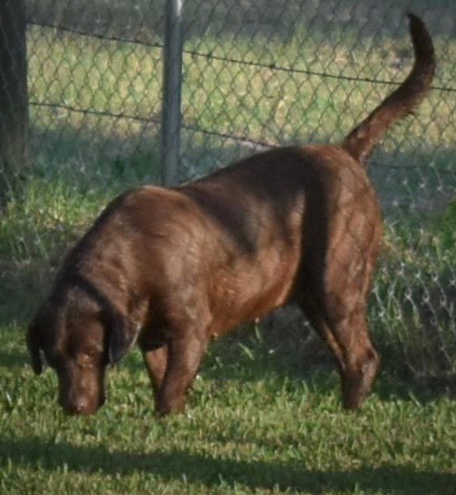 Htr Alamo's Celtic Sea Guinness | Chocolate Labrador Retriver