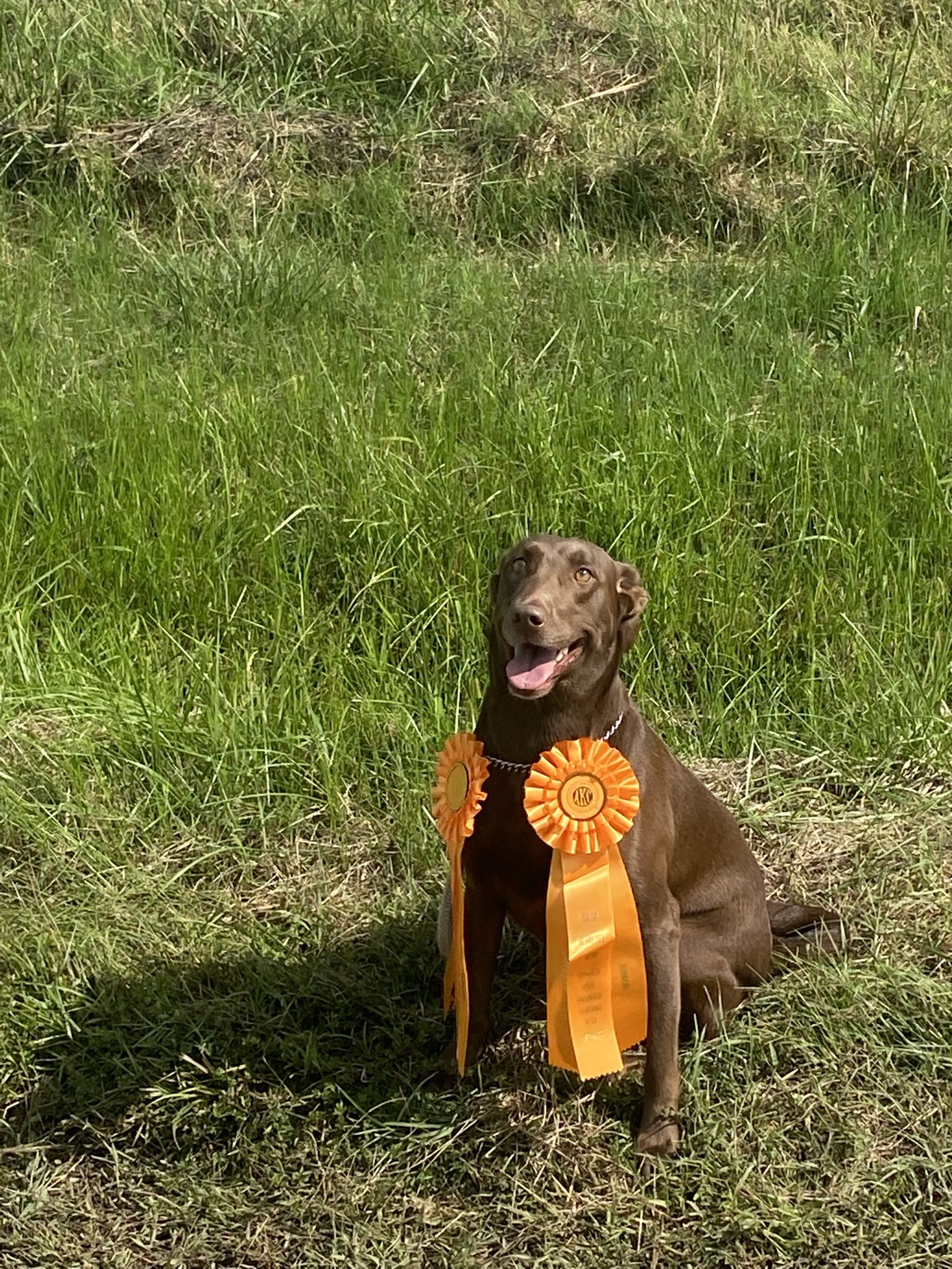 Thomas Chocolate Cherry JH | Chocolate Labrador Retriver