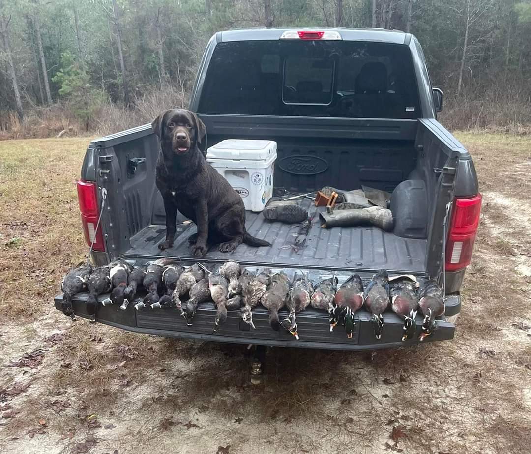 Double Banded Trip To The Poppyfield SH | Chocolate Labrador Retriver