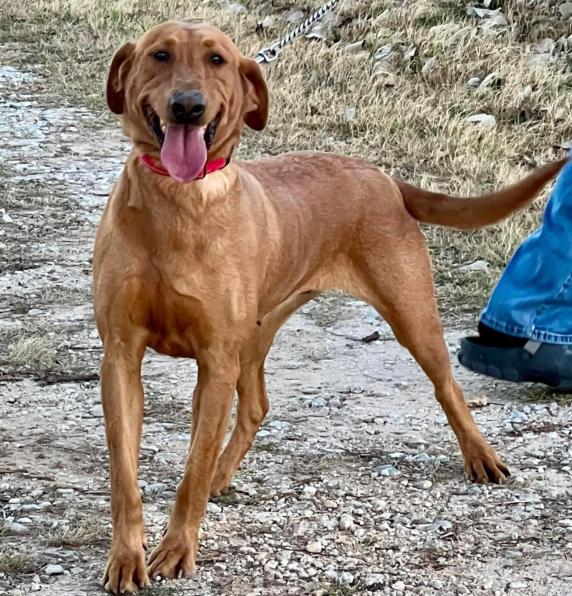 Shinoak Evening's Light Of Amber | Yellow Labrador Retriver