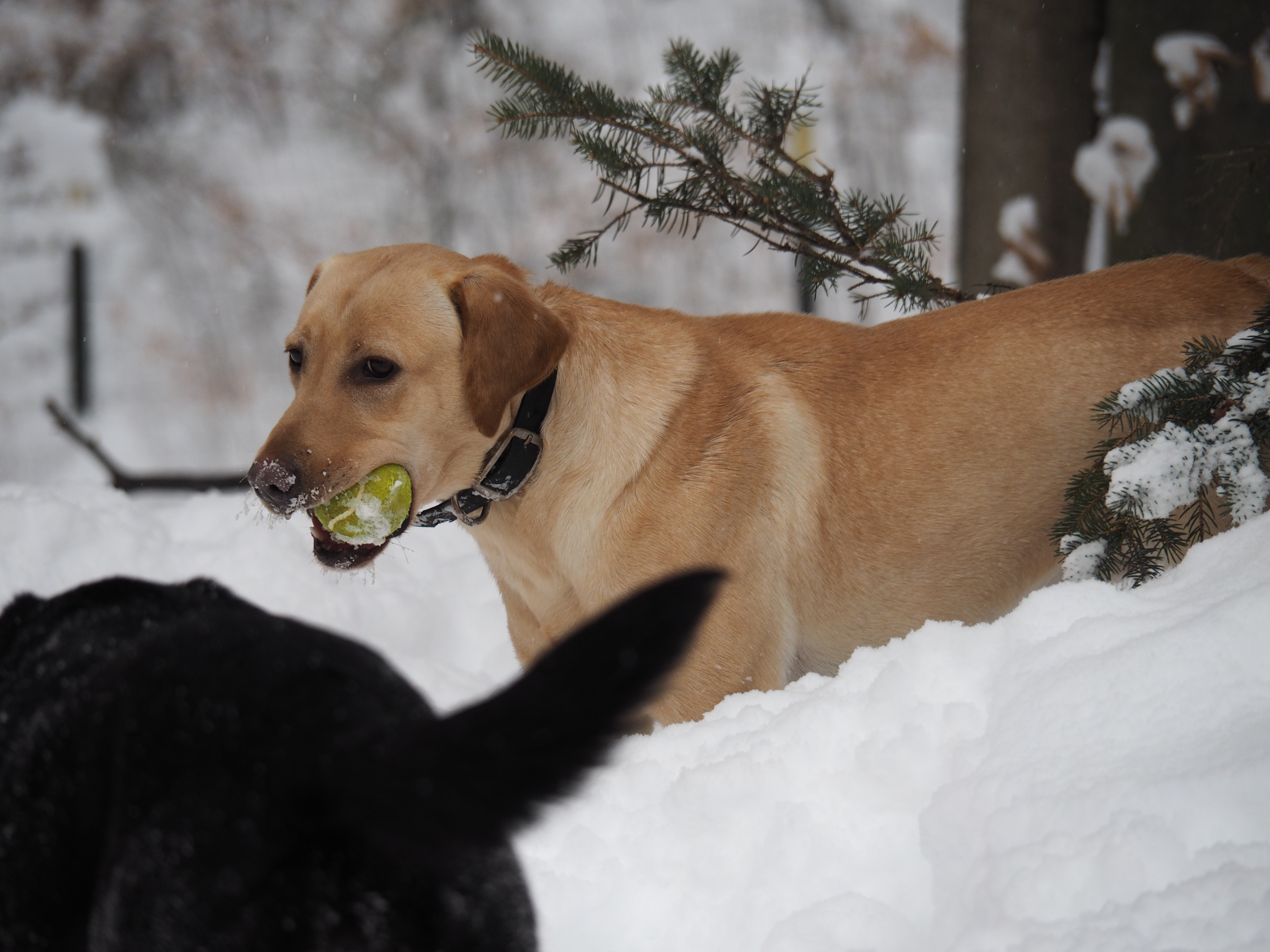 CPR Riverswild Retrievers Top Notch "zivia" | Yellow Labrador Retriver