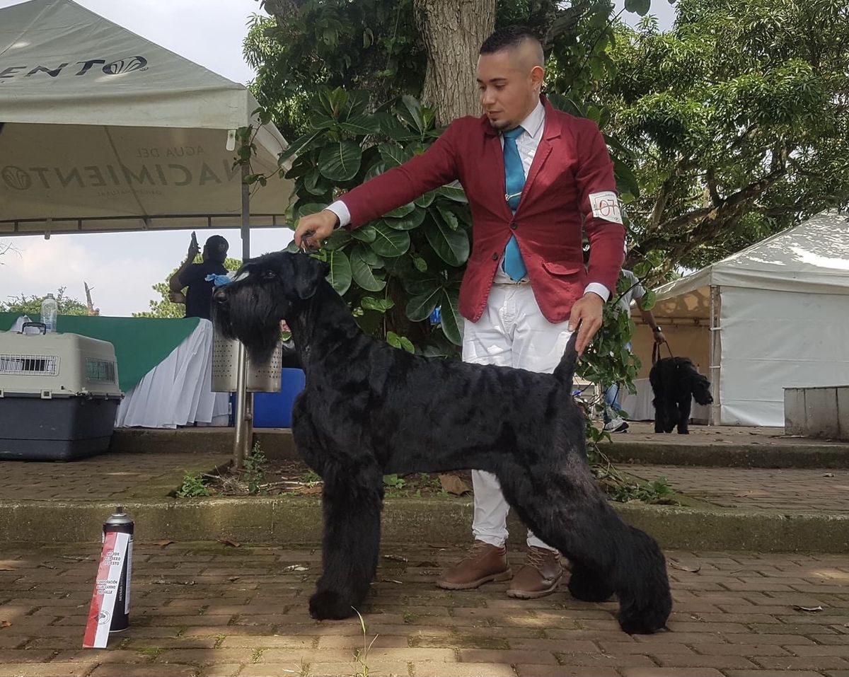 NASAEU KUHUMÁ KO`I | Giant Schnauzer 