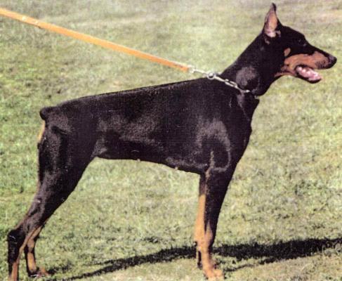 Kassandra v. Bayern | Black Doberman Pinscher