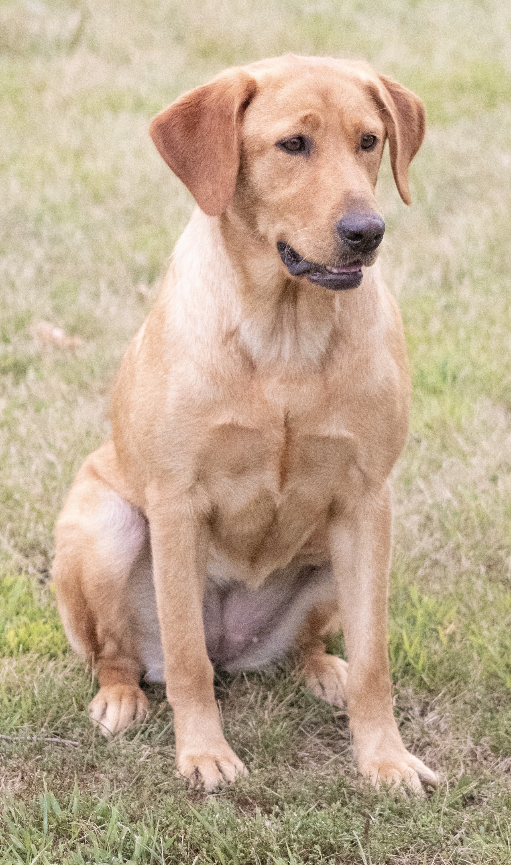 Jp & Tw's Little Fire Mia CPR | Yellow Labrador Retriver