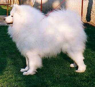 Thedina`s Billy The Kid | Samoyed 