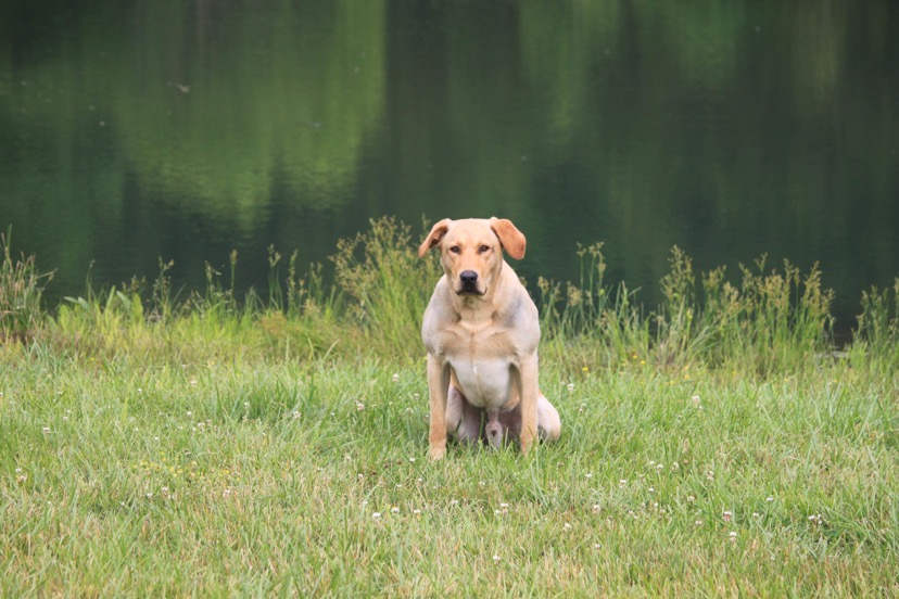 Tadpoles Sight For Sore Eyes SH | Yellow Labrador Retriver