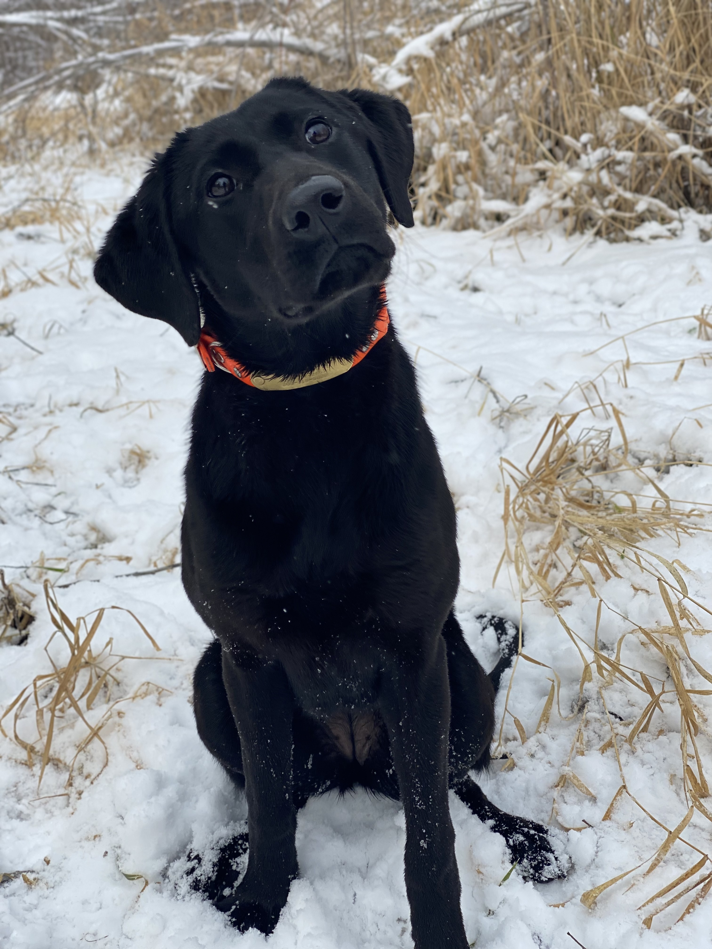Breakaway’s Shimmy Ko Ko Bop | Black Labrador Retriver