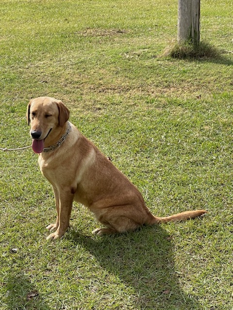 Of Rigem's Red Hot Reba | Yellow Labrador Retriver