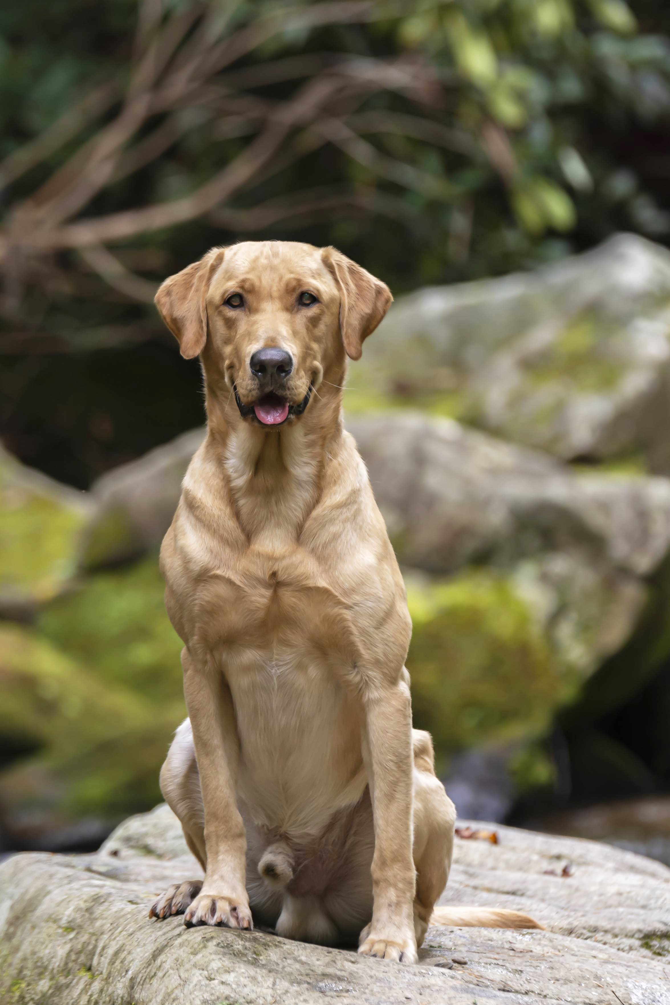 HRCH Bwana's Ace In The Hole MH | Yellow Labrador Retriver