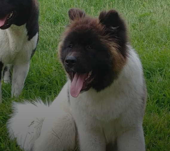 Acosta's Zeus | Akita 