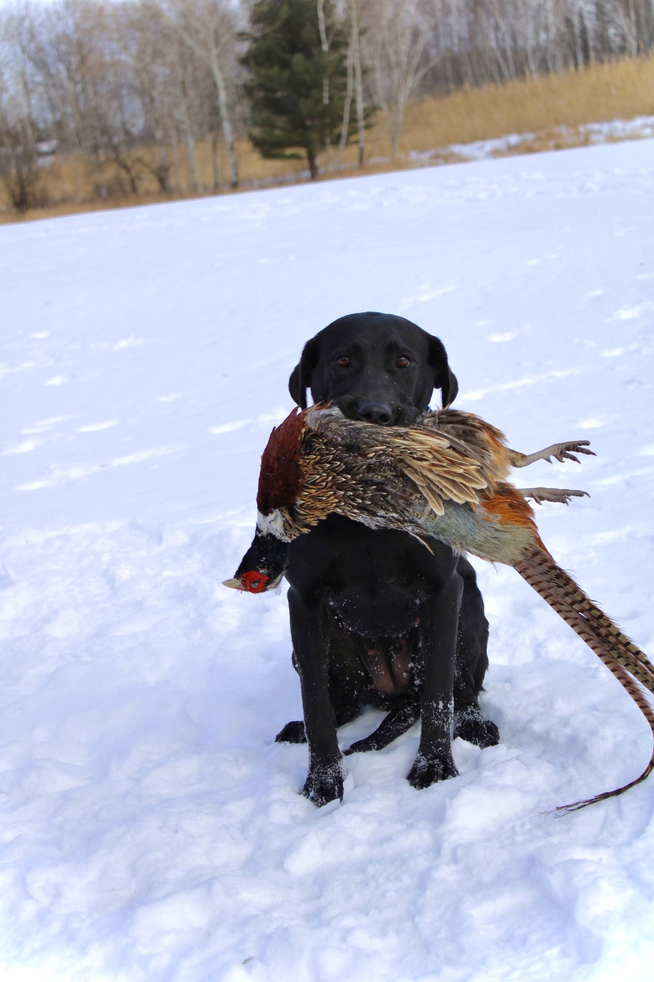 Bright’s Bella | Black Labrador Retriver