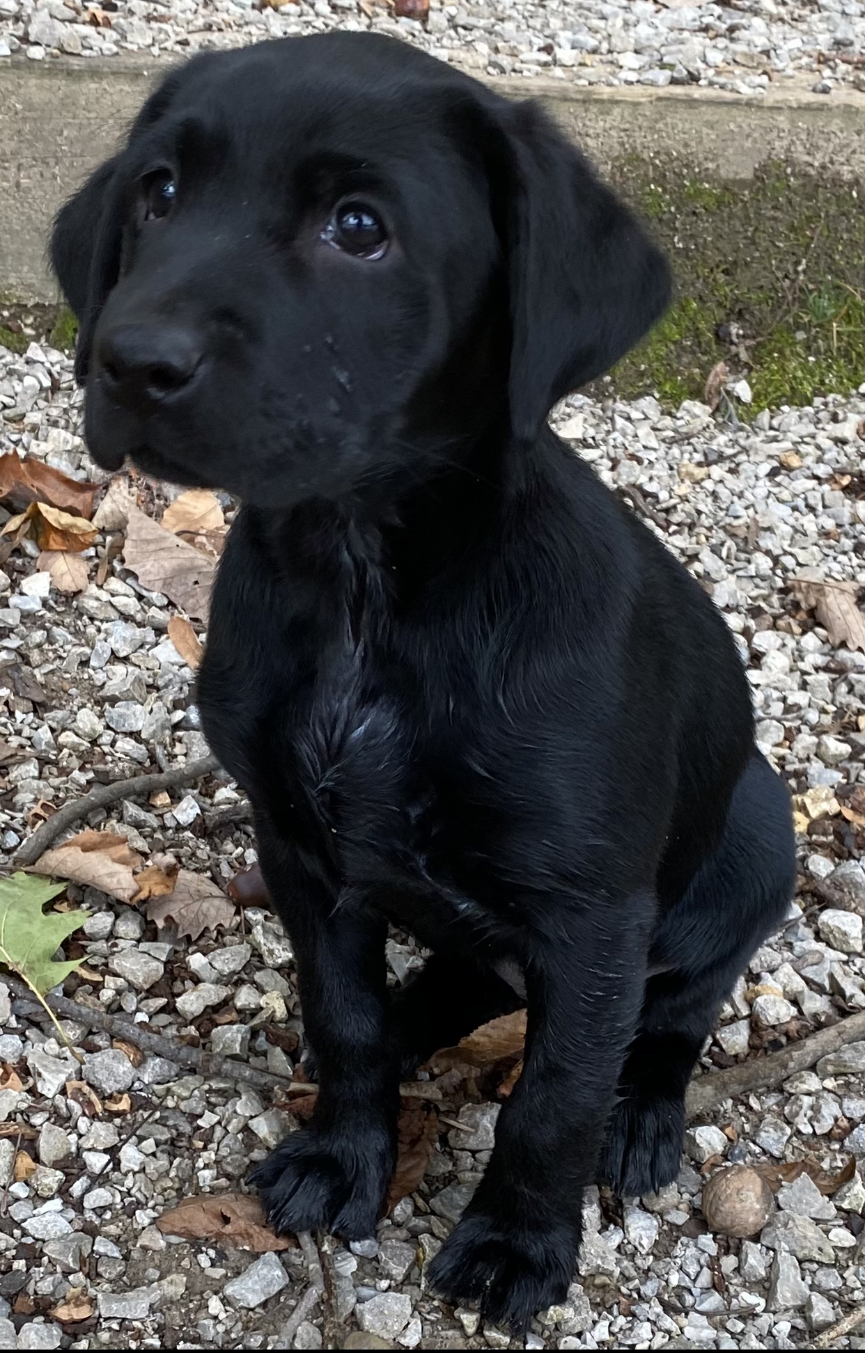 Bsr Black Shield | Black Labrador Retriver