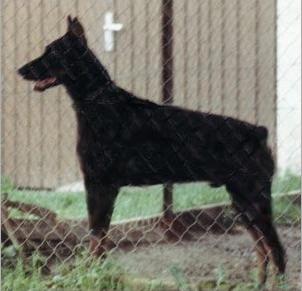 Granit v. Bayern | Black Doberman Pinscher