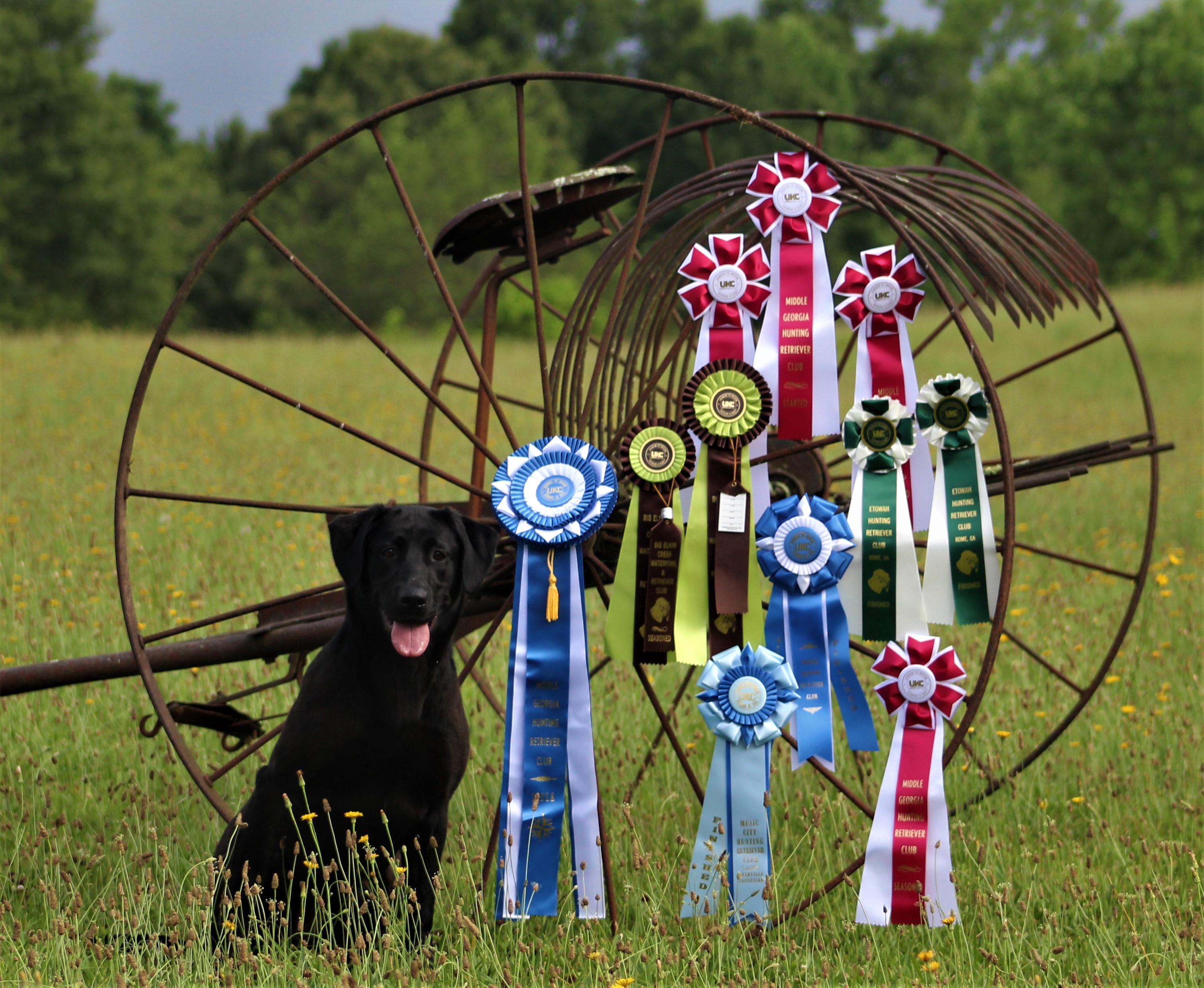 HRCH Black Warriors Bama Belle | Black Labrador Retriver