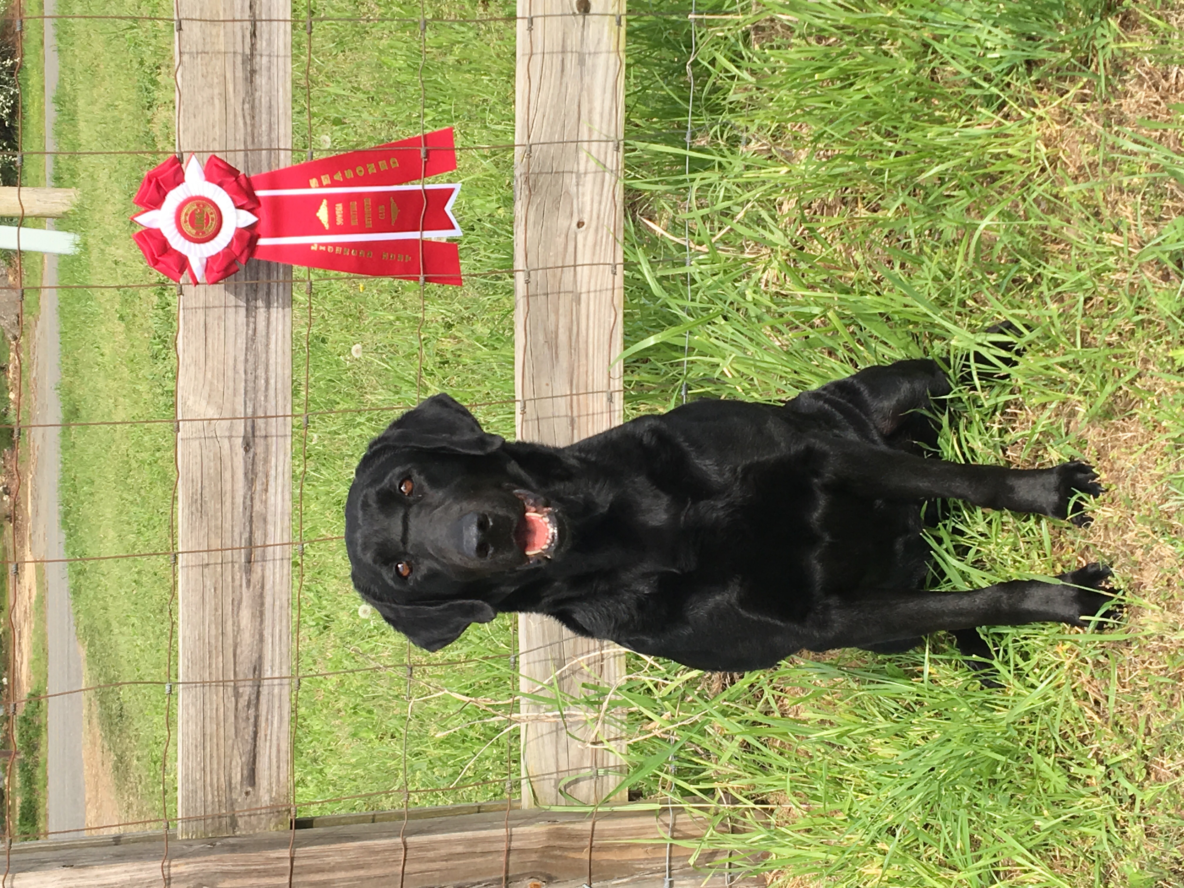 HR Dean’s Eley Steel | Black Labrador Retriver