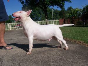 Forever mine bullystar | Bull Terrier 