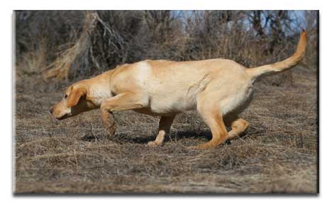 Poudre River’s Shot Gun Jenny | Yellow Labrador Retriver