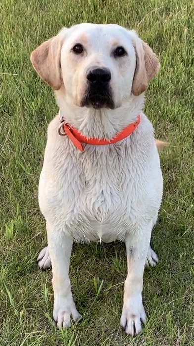 Poppy’s Wishful Thinking Aka Butter CPR | Yellow Labrador Retriver