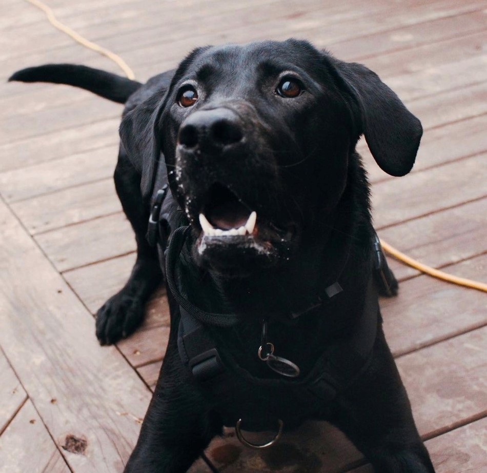 Professor Rubeus Hagrid | Black Labrador Retriver