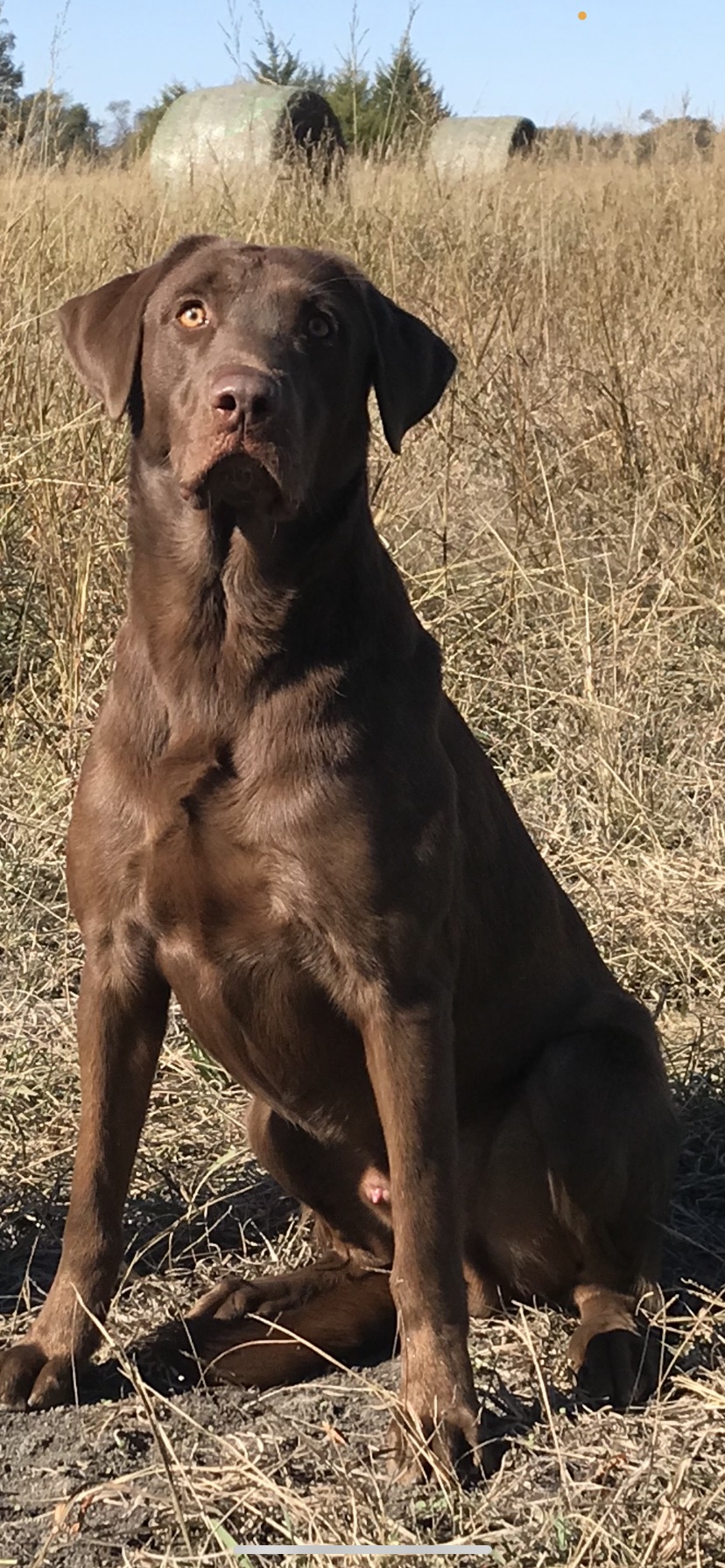 Knr Scouting For Barracuda Bears MH | Chocolate Labrador Retriver