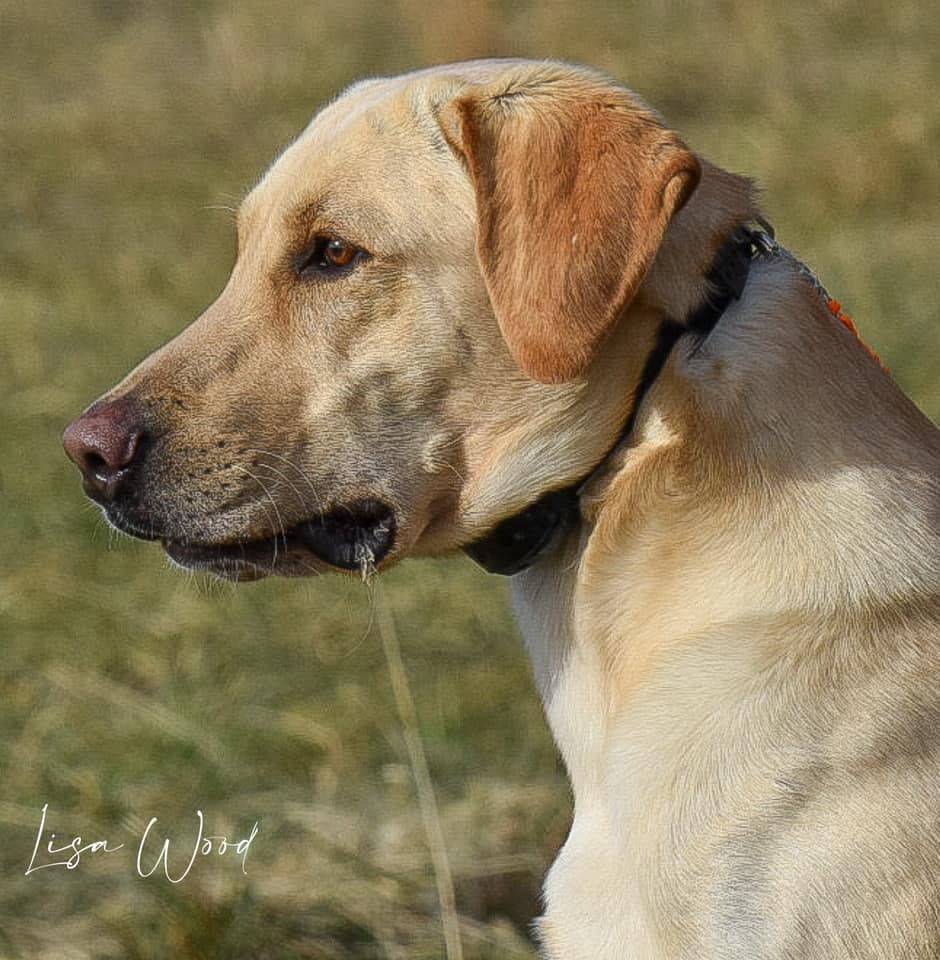 Hunter's Orion MH QAA | Yellow Labrador Retriver