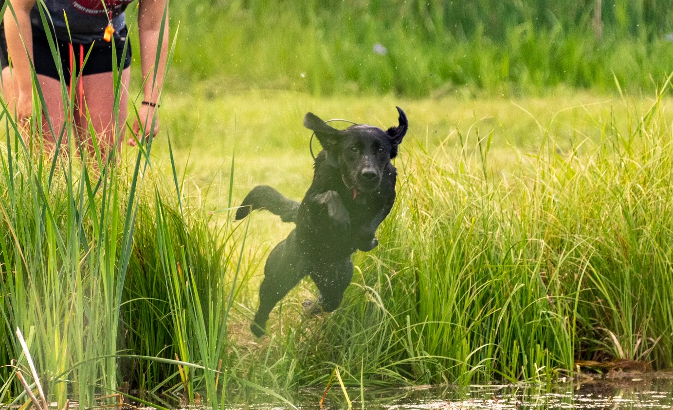 Field Of Dreams Bentley Gold Coast | Black Labrador Retriver