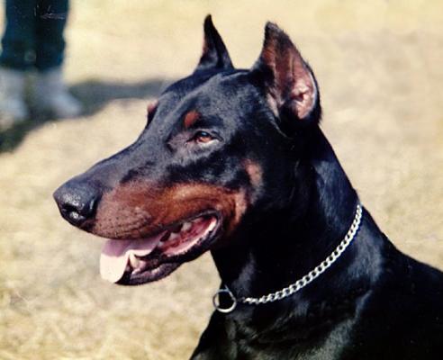 Herr-Canto v.d. Kunnemaborgh | Black Doberman Pinscher