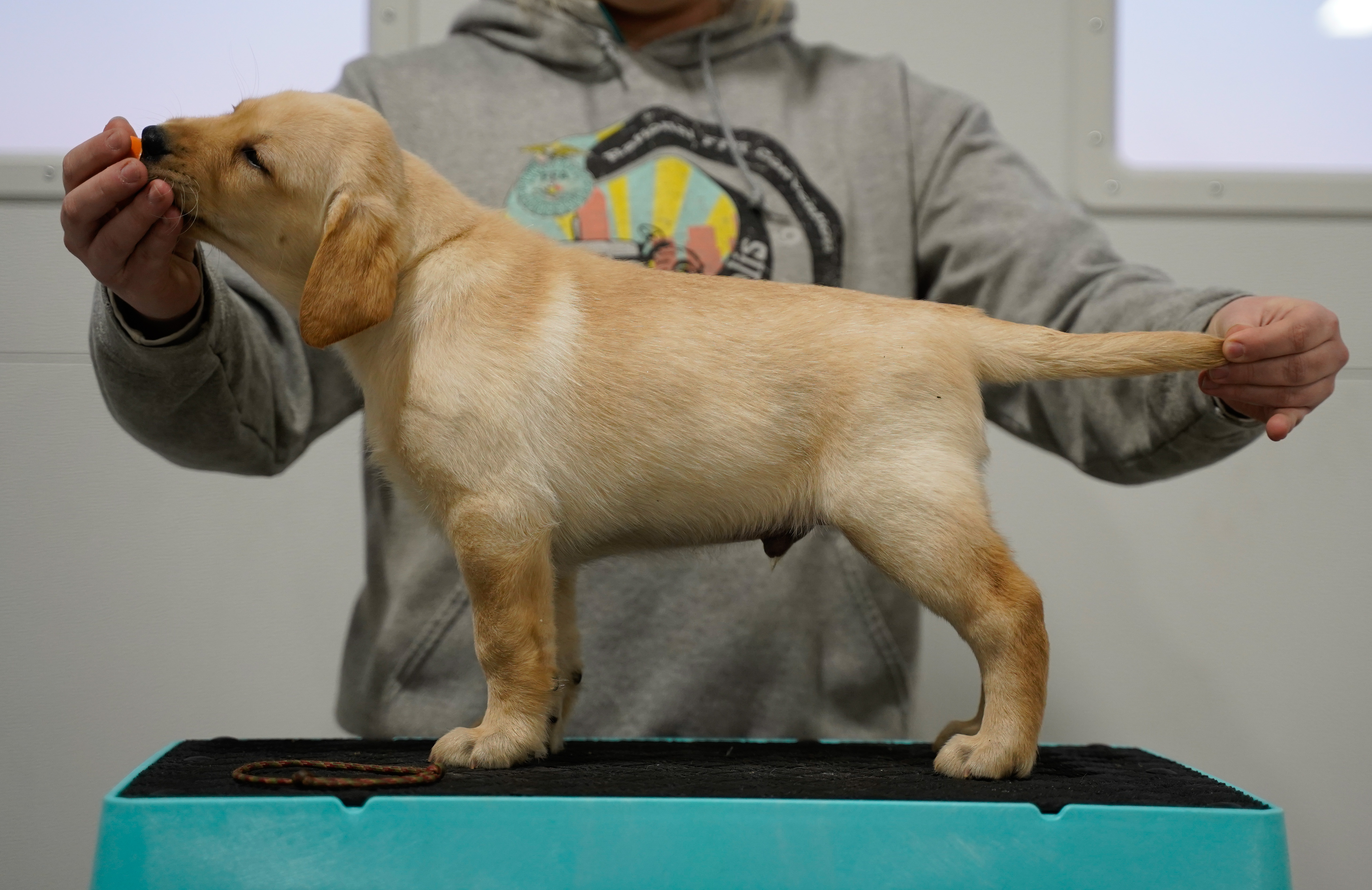 Breezy's Cheese Head | Yellow Labrador Retriver